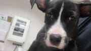 A black/white American pit bull terrier held by someone