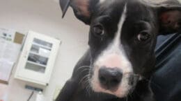 A black/white American pit bull terrier held by someone