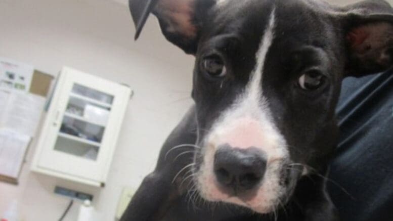 A black/white American pit bull terrier held by someone