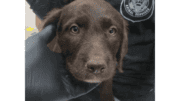 A chocolate brown/white Labrador retriever with its head held by someone