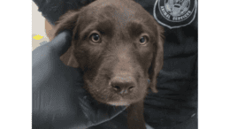 A chocolate brown/white Labrador retriever with its head held by someone