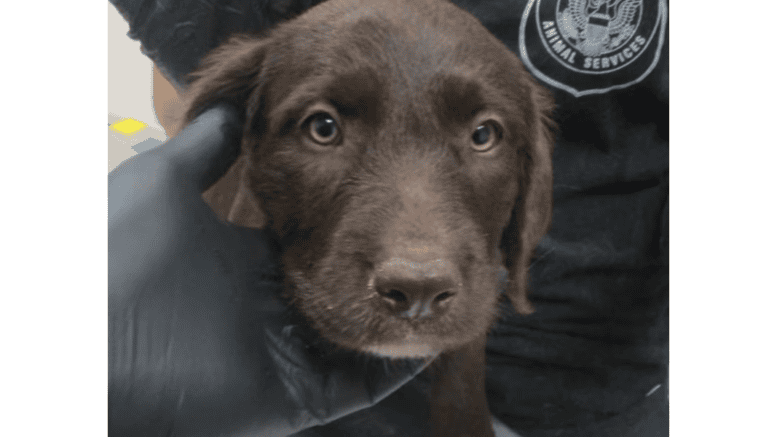 A chocolate brown/white Labrador retriever with its head held by someone