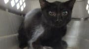 A black kitten sitting inside a cage