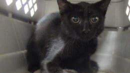 A black kitten sitting inside a cage