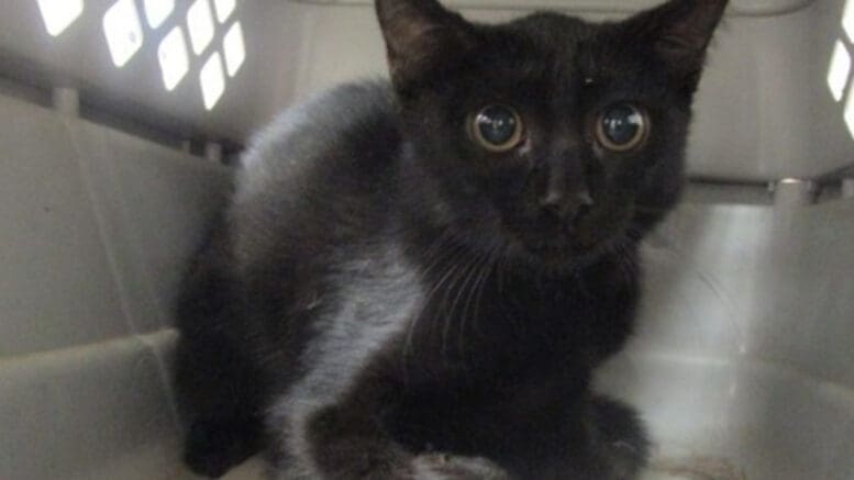 A black kitten sitting inside a cage