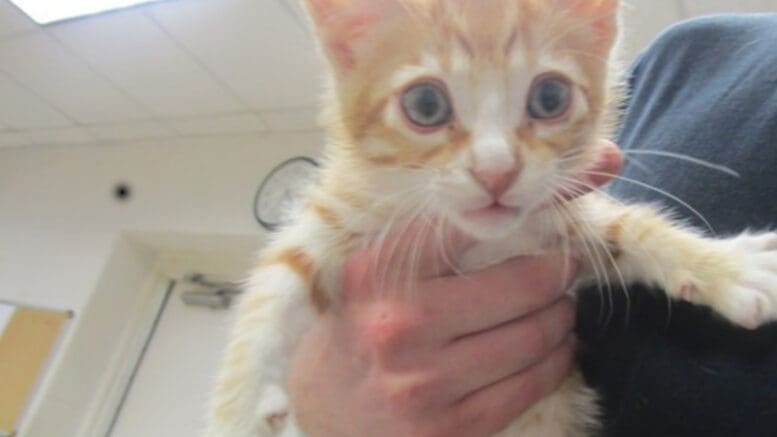 An orange tabby/white kitten held by someone