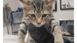 A tabby kitten held by someone