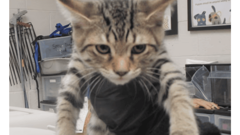 A tabby kitten held by someone