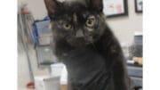 A tortoiseshell kitten looking angry