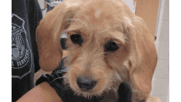 A tan terrier held by someone