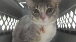 A grey tabby/white kitten sitting inside a cage, looking sad