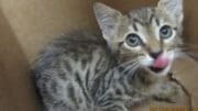 A tabby/white kitten loafed inside a box