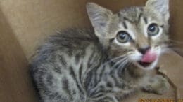 A tabby/white kitten loafed inside a box