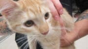 An orange tabby/white kitten held by someone