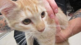 An orange tabby/white kitten held by someone