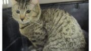 A tabby cat sitting inside a cage