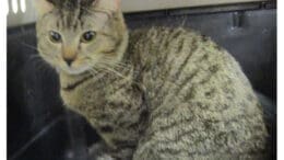 A tabby cat sitting inside a cage