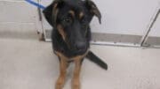 A black/tan German shepherd dog sitting on the side with a blue leash