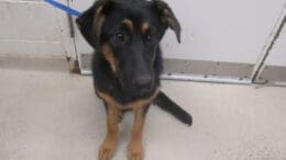 A black/tan German shepherd dog sitting on the side with a blue leash