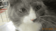 A grey/white cat sitting on a table