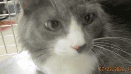 A grey/white cat sitting on a table