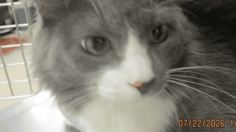 A grey/white cat sitting on a table