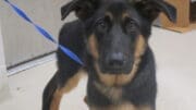 A black/brown shepherd with a blue leash
