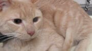 A beige cat loafed inside a cage