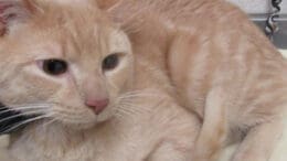 A beige cat loafed inside a cage