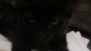 A black kitten loafed on a white cloth