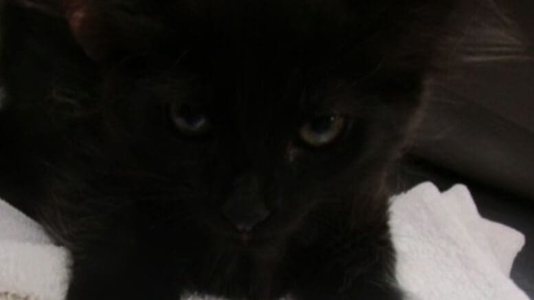A black kitten loafed on a white cloth