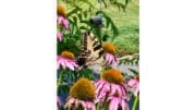 A butterfly on a purple coneflower