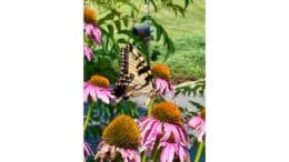 A butterfly on a purple coneflower