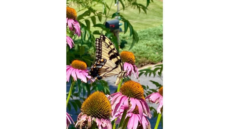 A butterfly on a purple coneflower