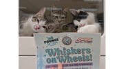 Three kittens gaze out from behind a Whiskers on Wheels poster
