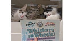Three kittens gaze out from behind a Whiskers on Wheels poster