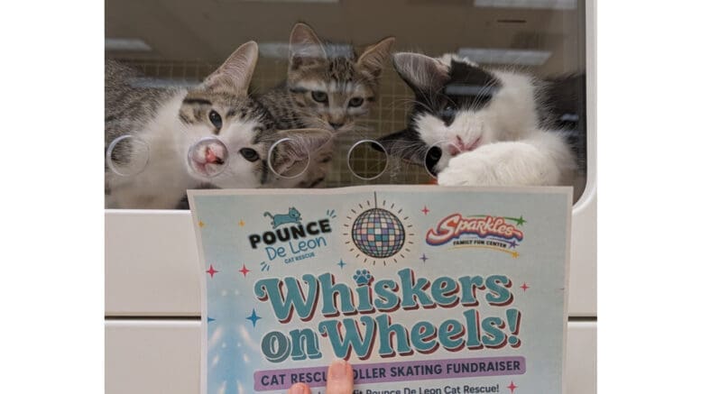 Three kittens gaze out from behind a Whiskers on Wheels poster